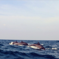 dauphins au large du Sri Lanka