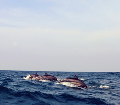 dauphins au large du Sri Lanka
