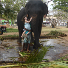 éléphant du temple de Matara au Sri Lanka