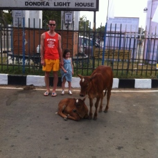 Vaches sur la route au Sri Lanka