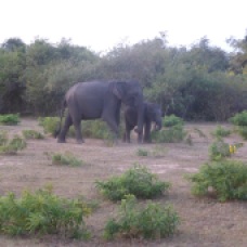 bébé éléphant et sa maman au parc national de Yala