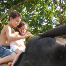 éléphant au Sri Lanka