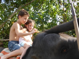 éléphant au Sri Lanka
